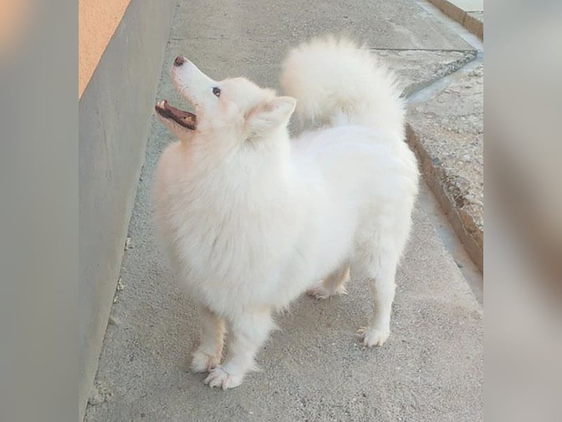 ❤️ liebe Familiehündin FRIDA - 3,5 Jahre, 60cm - Samojede