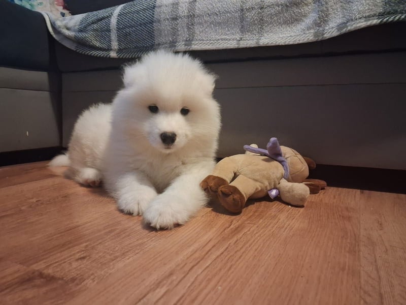 SamojedenWelpe