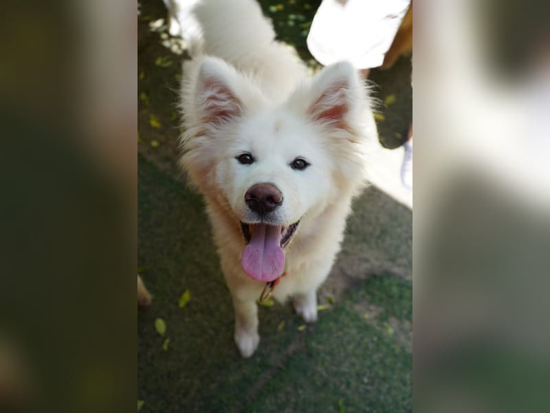 Josefina SR- Junge Maus sucht Familie