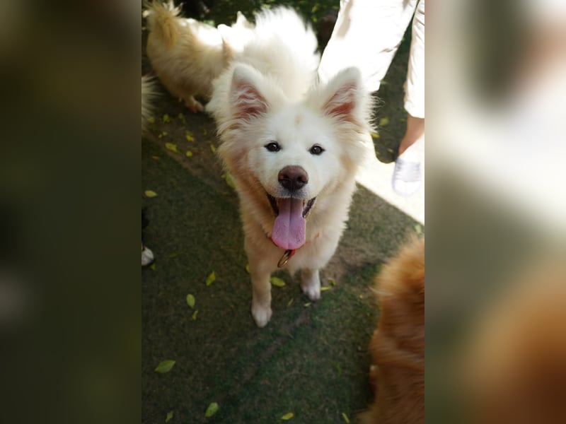 Josefina SR- Junge Maus sucht Familie