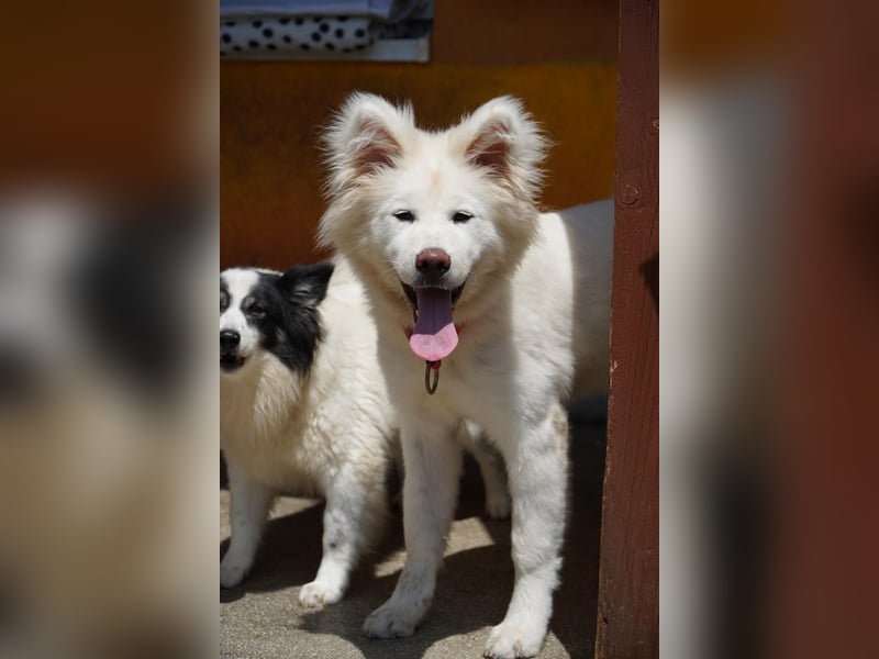 Josefina SR- Junge Maus sucht Familie