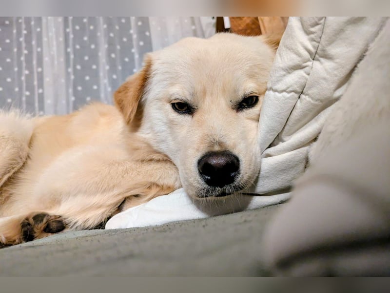 Cindy ❤️ wartet in 12529 Schönefeld