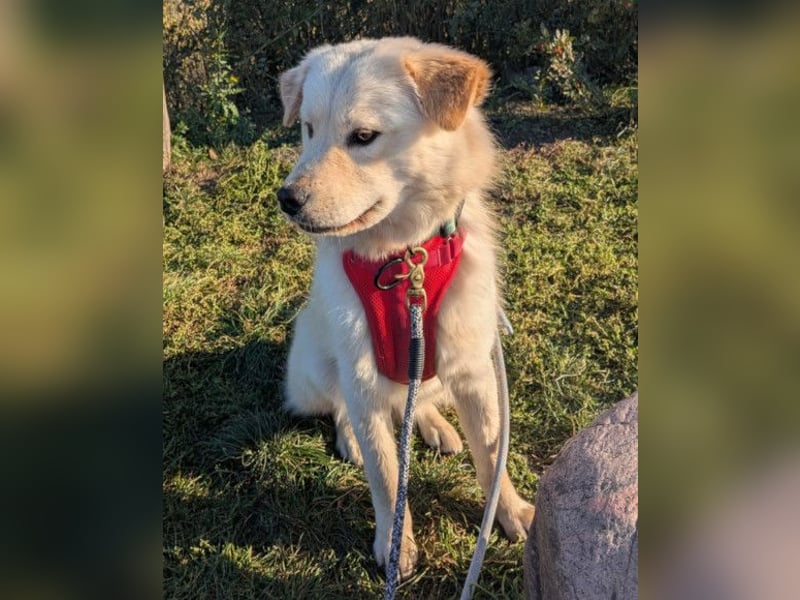 Cindy ❤️ wartet in 12529 Schönefeld