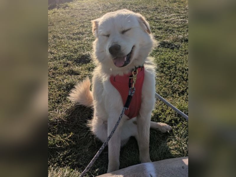 Cindy ❤️ wartet in 12529 Schönefeld