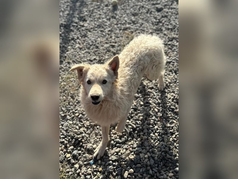 Jungrüde Tibor ❤️ humorvoll & lebensfroh