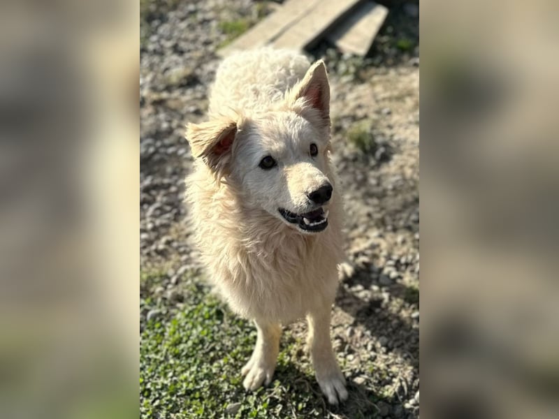 Samojede-Schäfi-Mix Tibor ❤️ humorvoll & lebensfroh