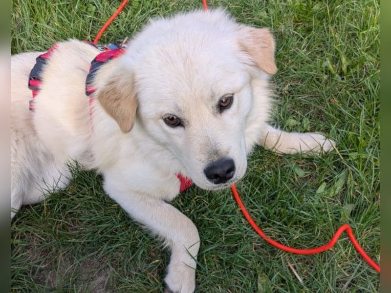 Cindy ❤️ wartet in 12529 Schönefeld