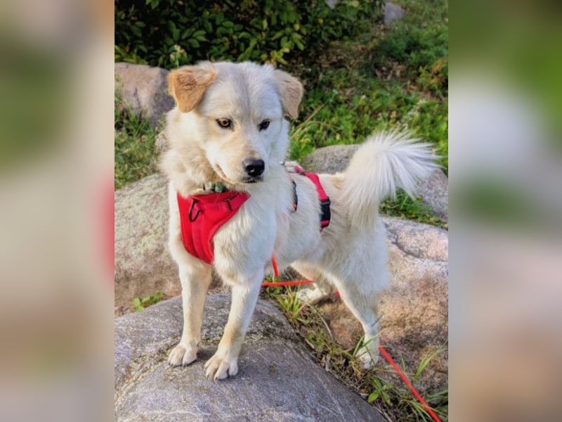 Cindy ❤️ wartet in 12529 Schönefeld