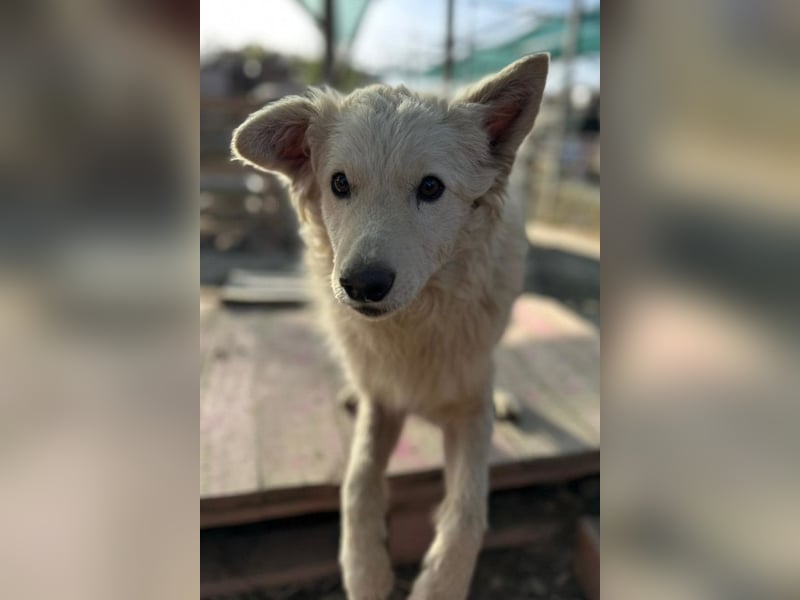 Jungrüde Tibor ❤️ humorvoll & lebensfroh