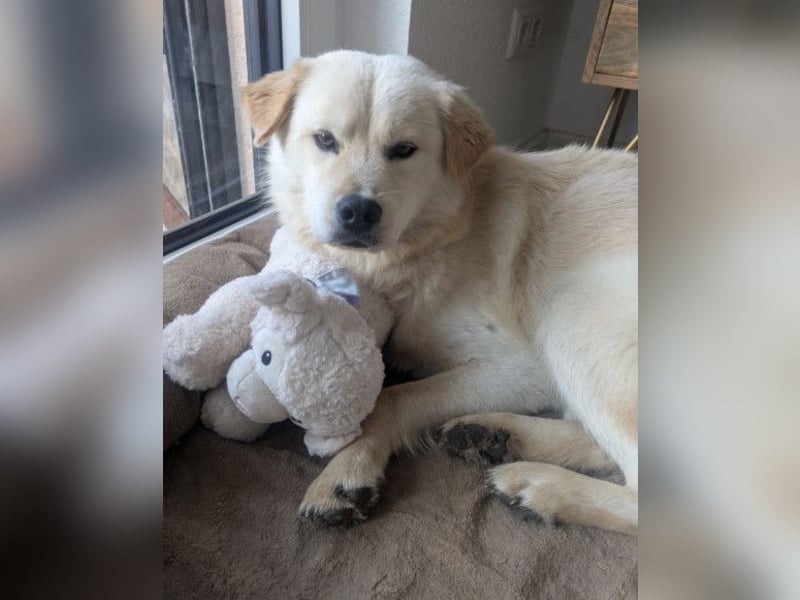 Cindy ❤️ wartet in 12529 Schönefeld