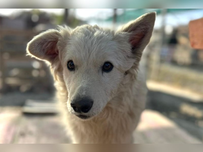 Jungrüde Tibor ❤️ humorvoll & lebensfroh