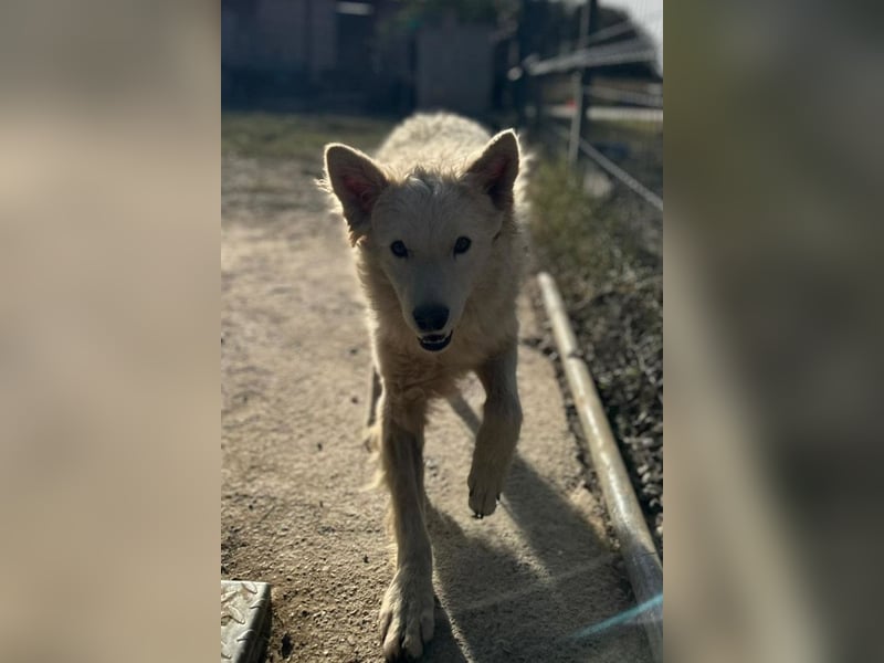 Samojede-Schäfi-Mix Tibor ❤️ humorvoll & lebensfroh