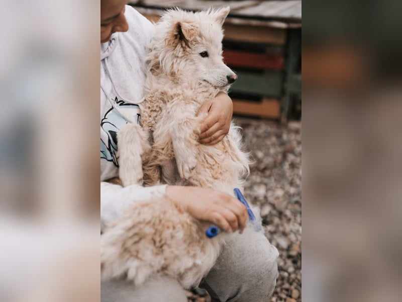 Jungrüde Tibor ❤️ humorvoll & lebensfroh