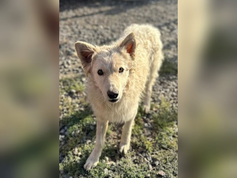 Samojede-Schäfi-Mix Tibor ❤️ humorvoll & lebensfroh