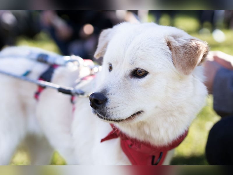 Cindy ❤️ wartet in 12529 Schönefeld
