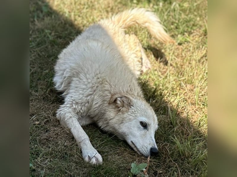 Silver ein absoluter liebevoller Schatz