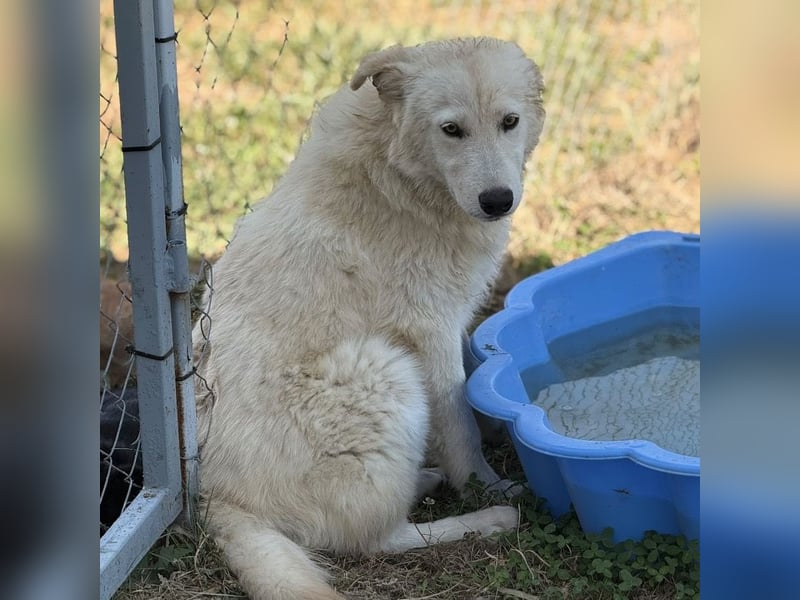 Silver ein absoluter liebevoller Schatz