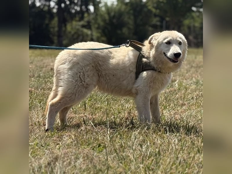 Silver ein absoluter liebevoller Schatz