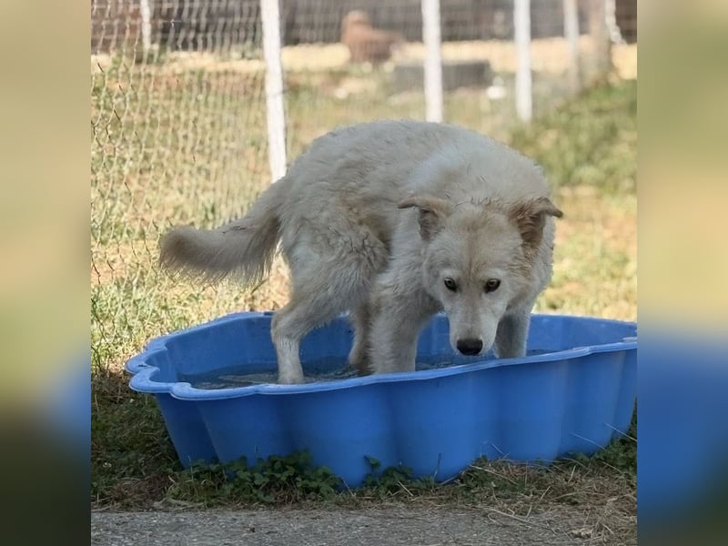 Silver ein absoluter liebevoller Schatz