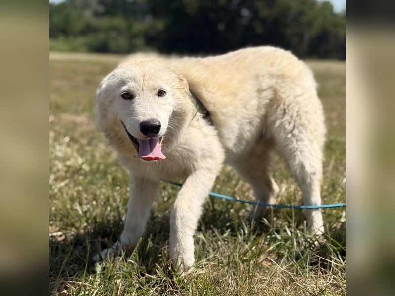 Silver ein absoluter liebevoller Schatz