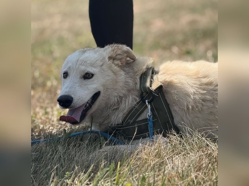 Silver ein absoluter liebevoller Schatz