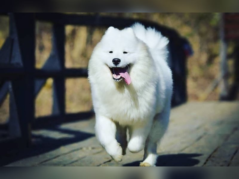 Samojede