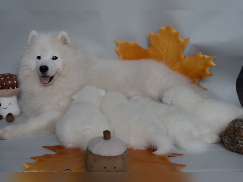Samojede