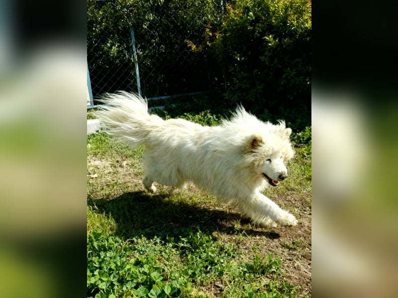 Max – 10-jähriger Samojeden-Mix sucht nach schwerem Schicksal ein liebevolles Zuhause