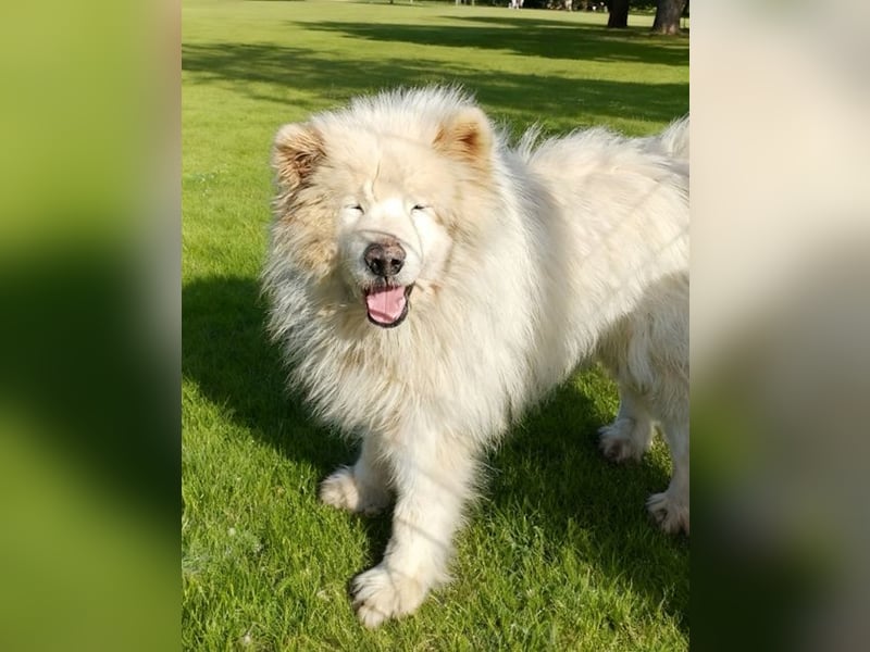 Max – 10-jähriger Samojeden-Mix sucht nach schwerem Schicksal ein liebevolles Zuhause