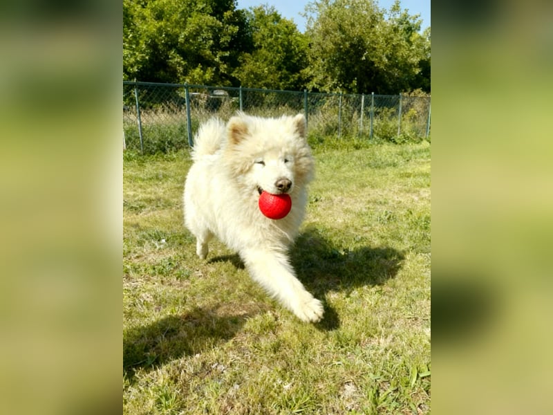 Max – 10-jähriger Samojeden-Mix sucht nach schwerem Schicksal ein liebevolles Zuhause