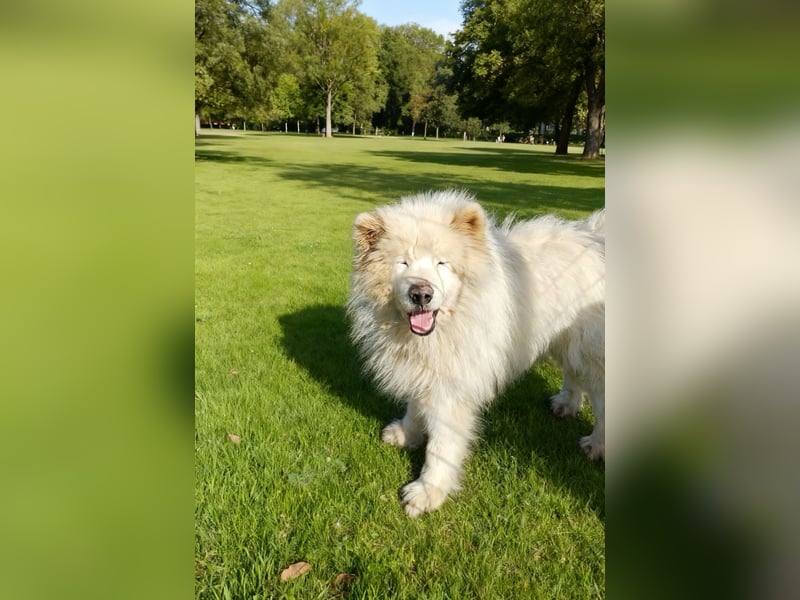 Max – 10-jähriger Samojeden-Mix sucht nach schwerem Schicksal ein liebevolles Zuhause