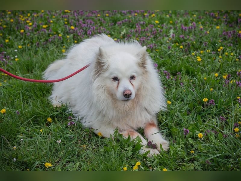 Chip-Nr. 874770 - ich suche einen Namen und am liebsten auch gleich ein eigenes Zuhause!