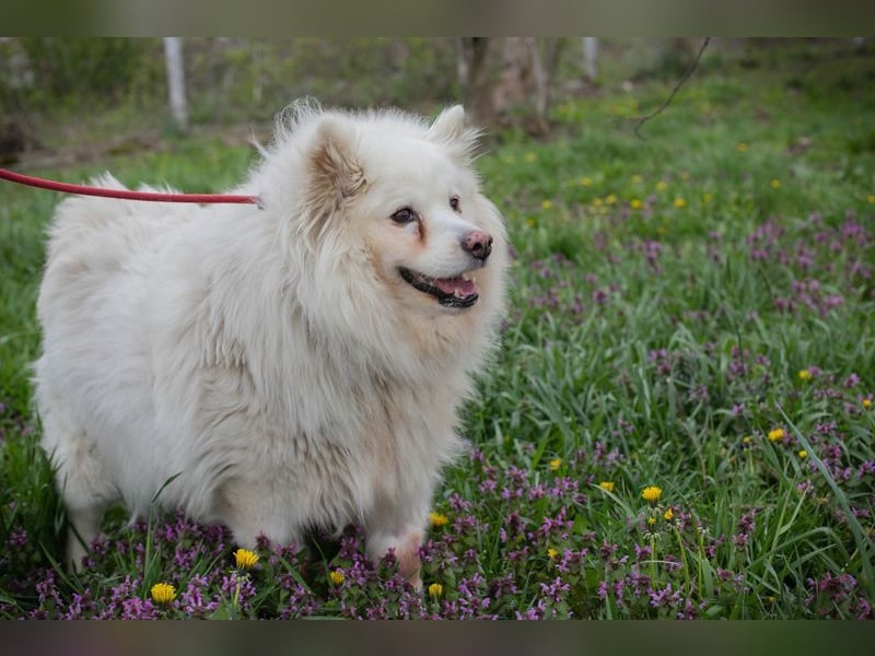 Chip-Nr. 874770 - ich suche einen Namen und am liebsten auch gleich ein eigenes Zuhause!