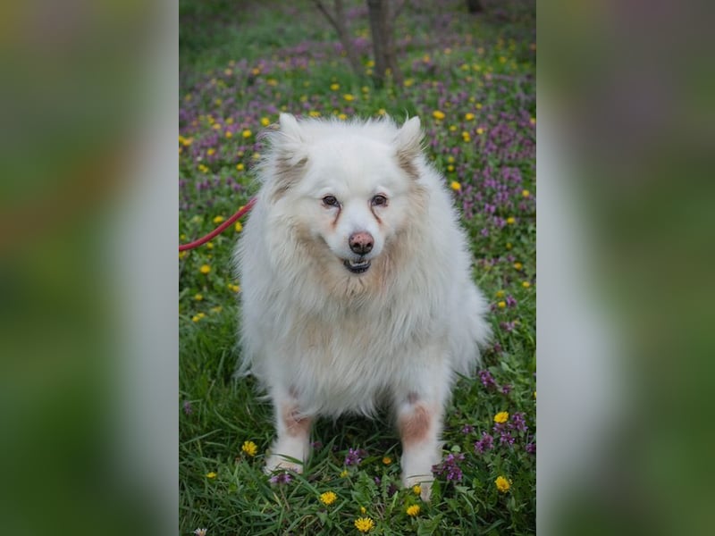 Chip-Nr. 874770 - ich suche einen Namen und am liebsten auch gleich ein eigenes Zuhause!