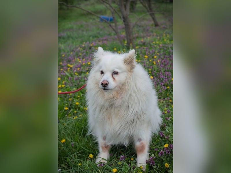 Chip-Nr. 874770 - ich suche einen Namen und am liebsten auch gleich ein eigenes Zuhause!