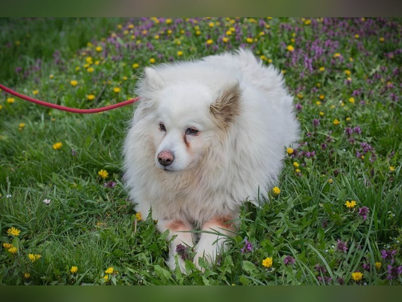 Chip-Nr. 874770 - ich suche einen Namen und am liebsten auch gleich ein eigenes Zuhause!