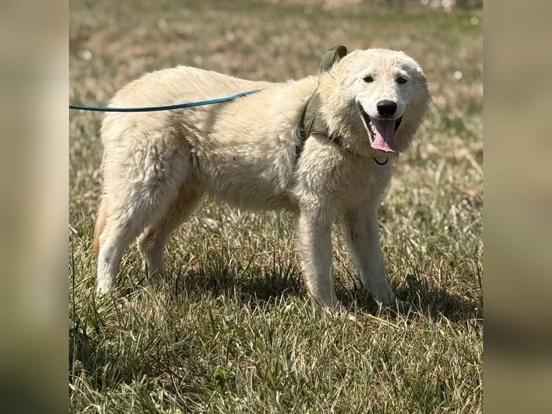 Silver ein absoluter liebevoller Schatz