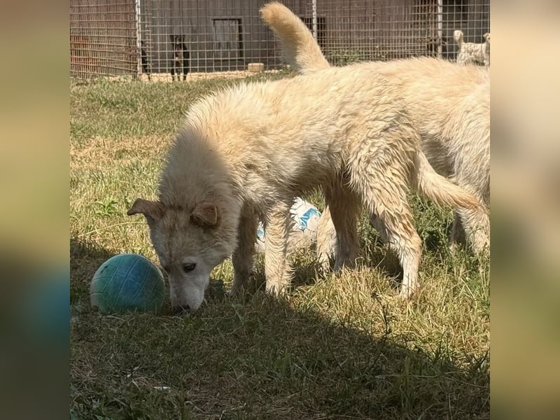 Silver ein absoluter liebevoller Schatz