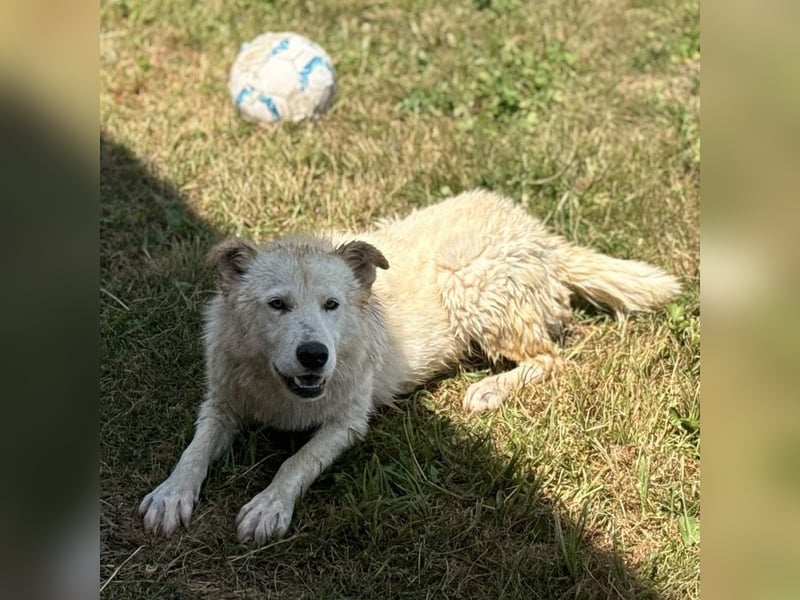 Silver ein absoluter liebevoller Schatz