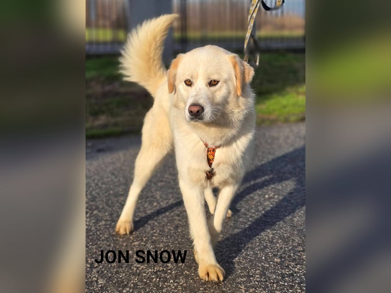 John Snow, Samojedenmischling mit immer guter Laune