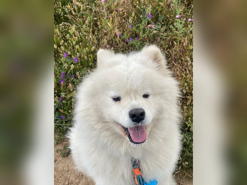 MILO