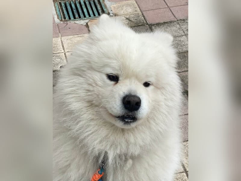 MILO