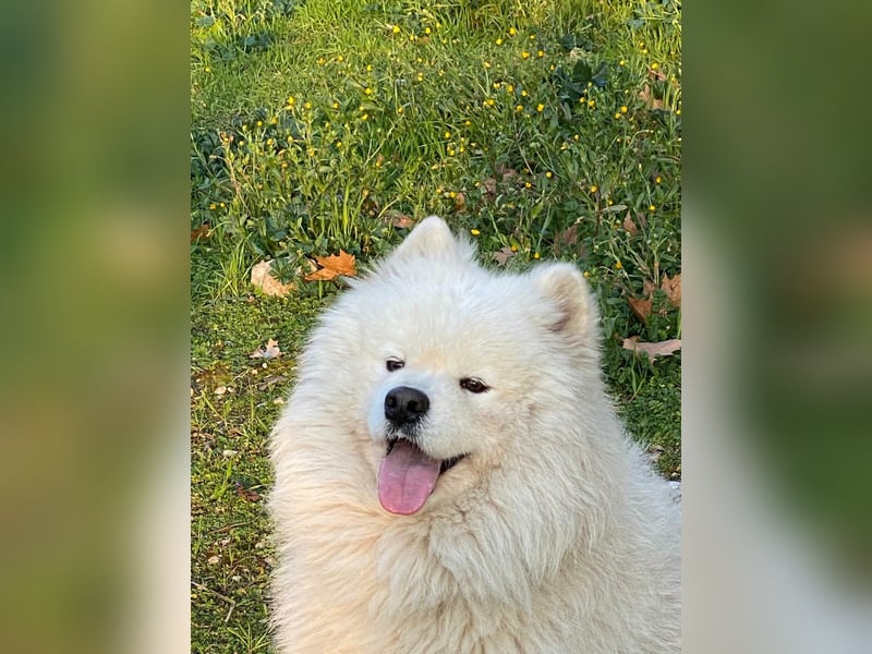 MILO