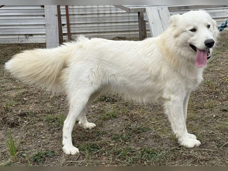 Odin ein toller Schatz