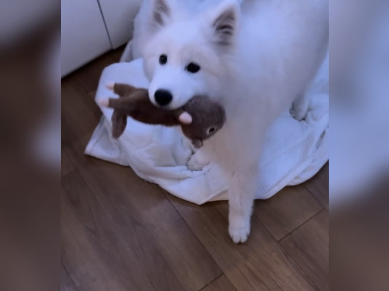 Yuki sucht eine liebevolle Familie