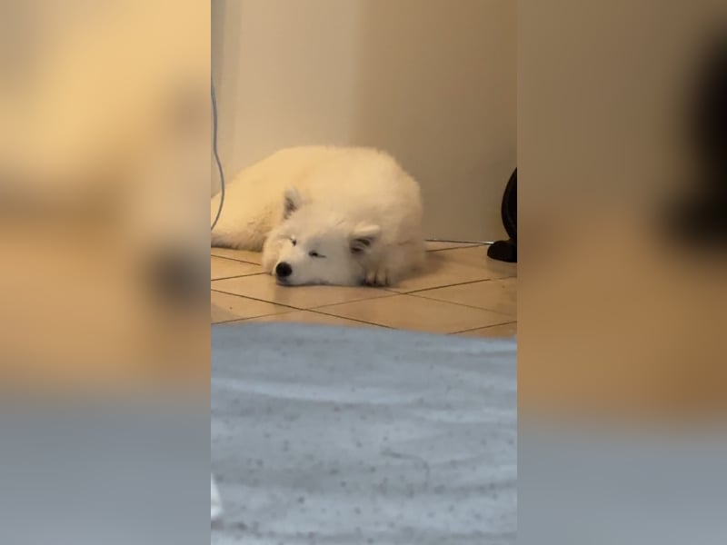 Yuki sucht eine liebevolle Familie
