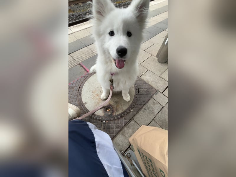 Yuki sucht eine liebevolle Familie