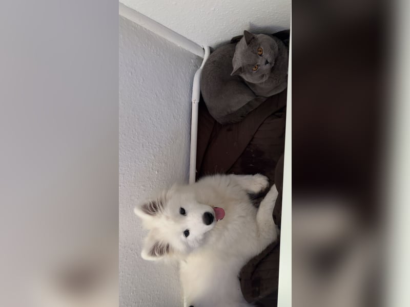 Yuki sucht eine liebevolle Familie