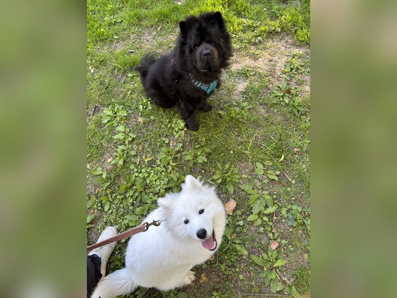 Yuki sucht eine liebevolle Familie