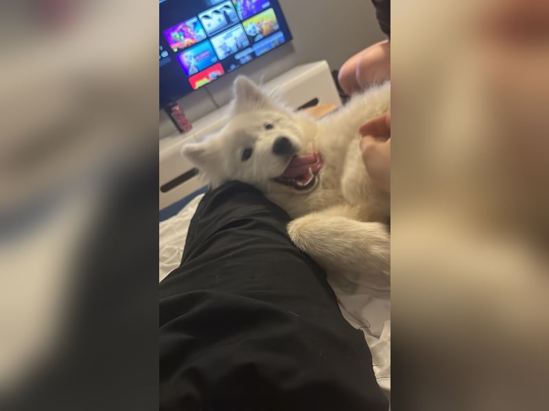Yuki sucht eine liebevolle Familie